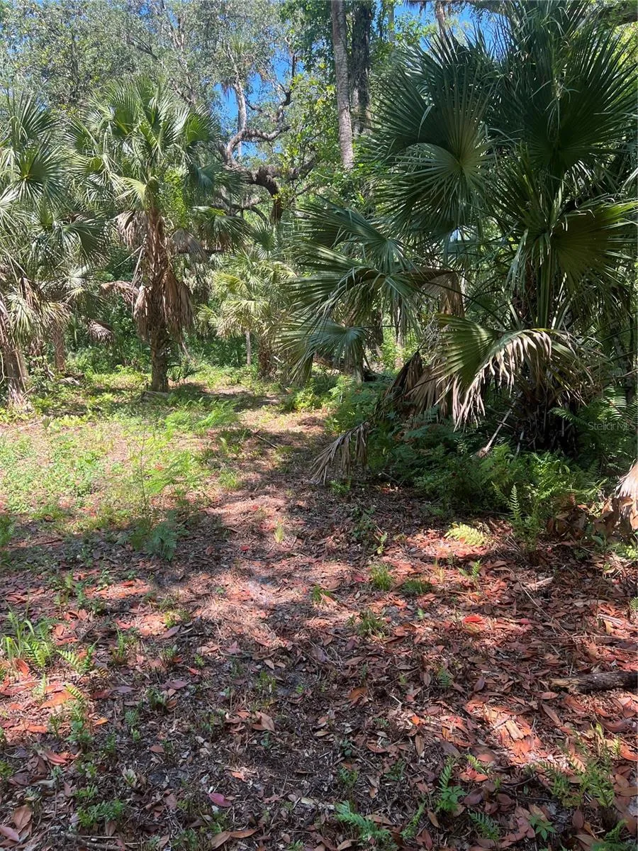 Walkway to the Palm Grove