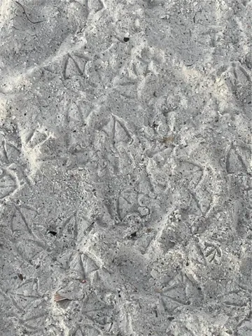 1170