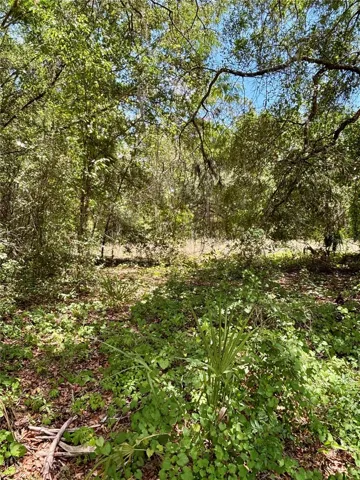 Clearing in Back