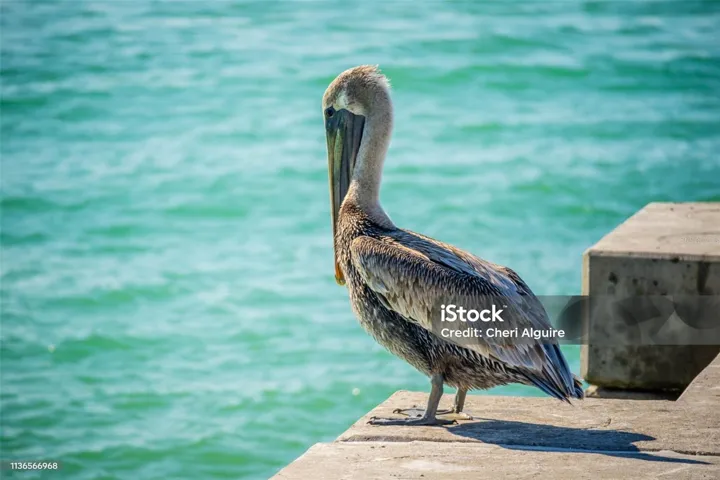 Anna Maria Island