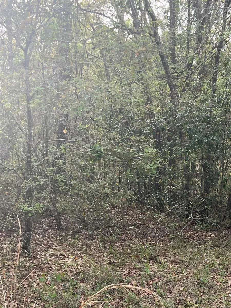 Vacant Land-Rear