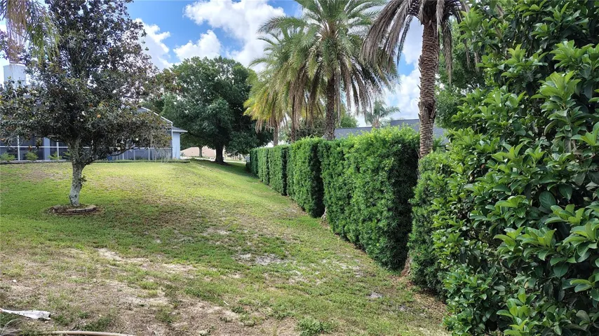 Back yard