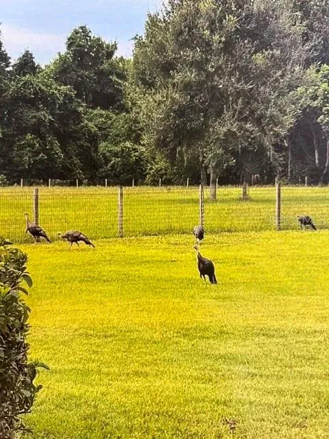I Hear The Neighbors Are a Bunch of Turkeys!