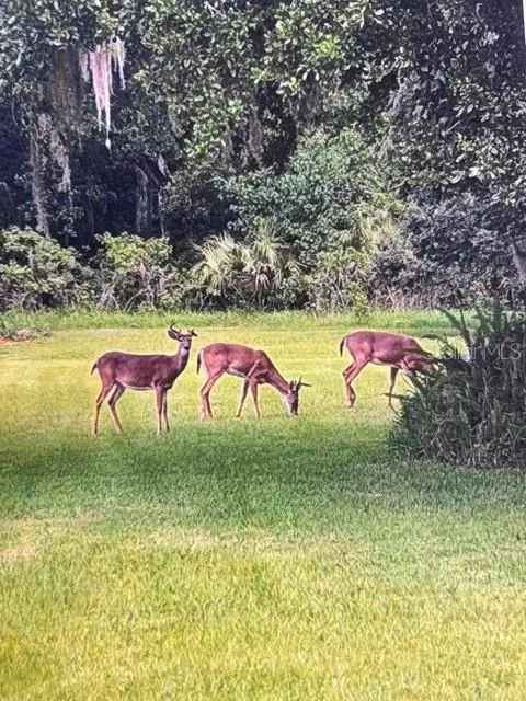 The "Locals" Who Stroll Through