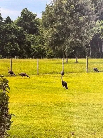I Hear The Neighbors Are a Bunch of Turkeys!