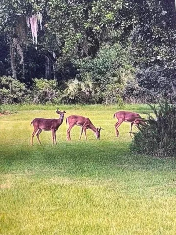 The "Locals" Who Stroll Through