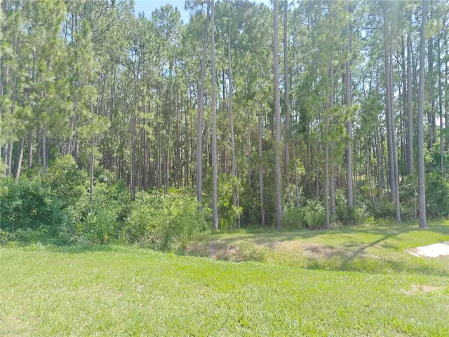 pine trees across the street from front yard
