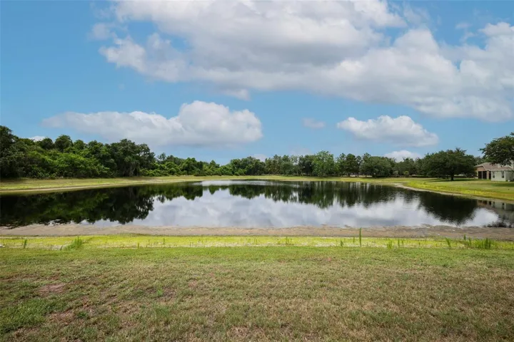 Pond with ducks and herons