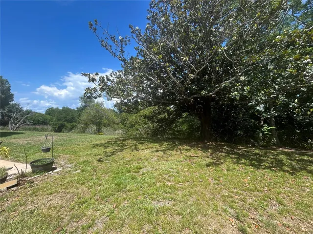 View of backyard