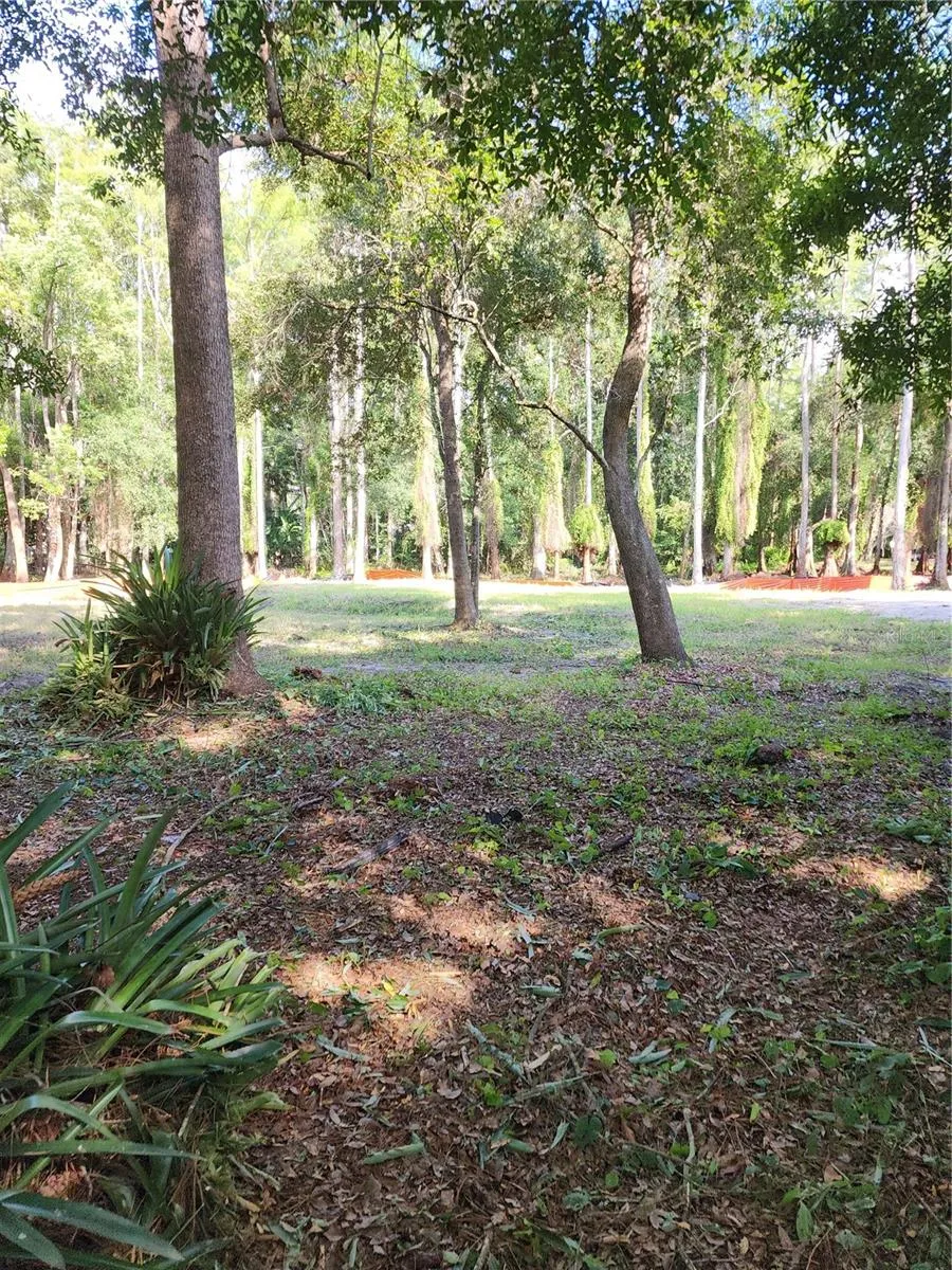 More upland back yard.