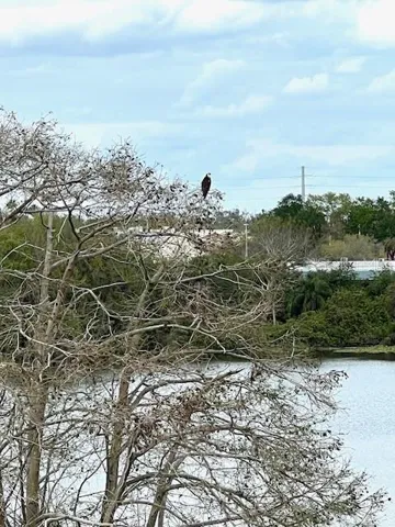 Osprey lakeside