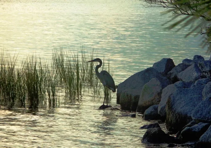 Herons love it here!