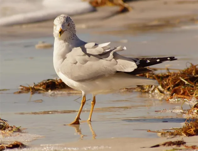 Everyone is flocking to Florida!