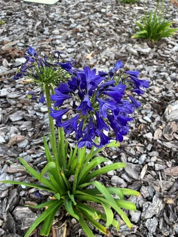 Beautifully landscaped with low maintenance plants and some even attract hummingbirds.