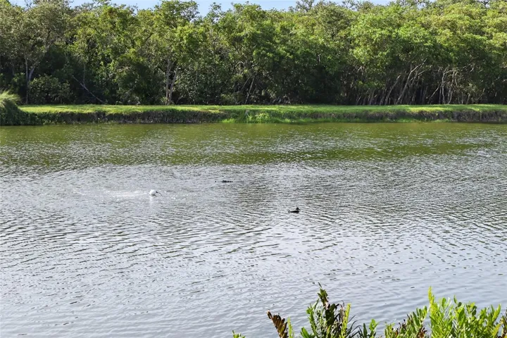 Nature views. See the alligator?