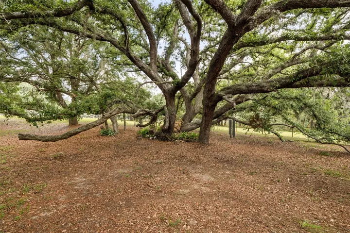 Heritage Trees and Surrounding grounds