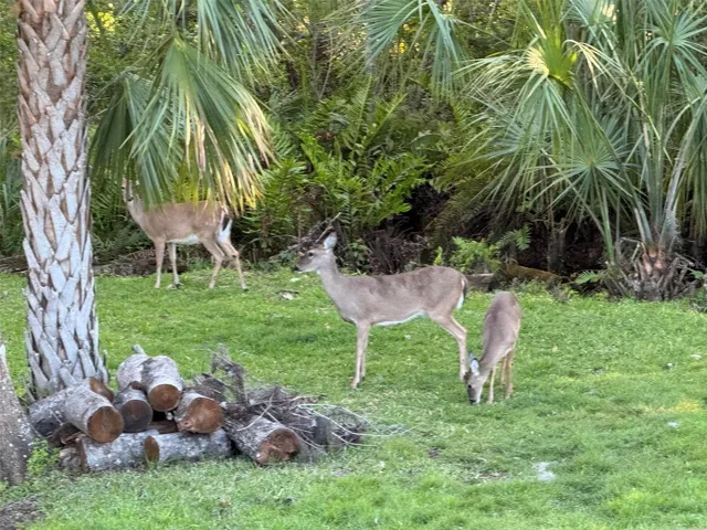 Wildlife in Your Backyard