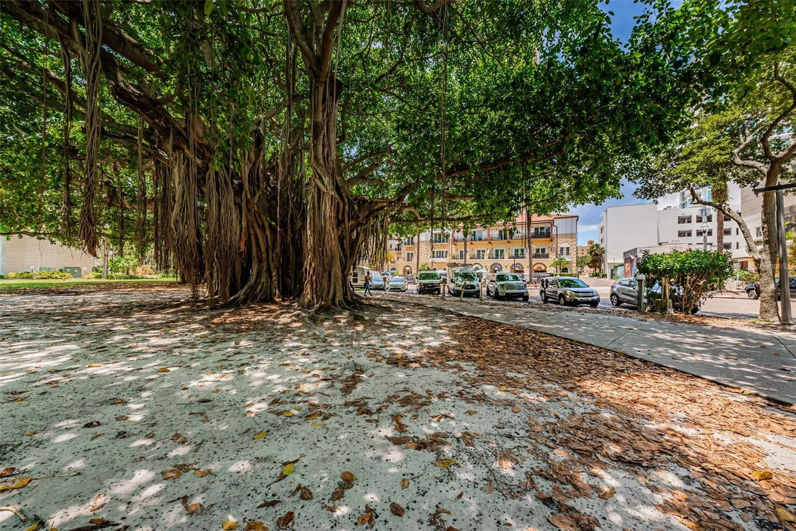 The Massive Banyan trees in North Straub. Today this tree has grown to over an acre in diameter!