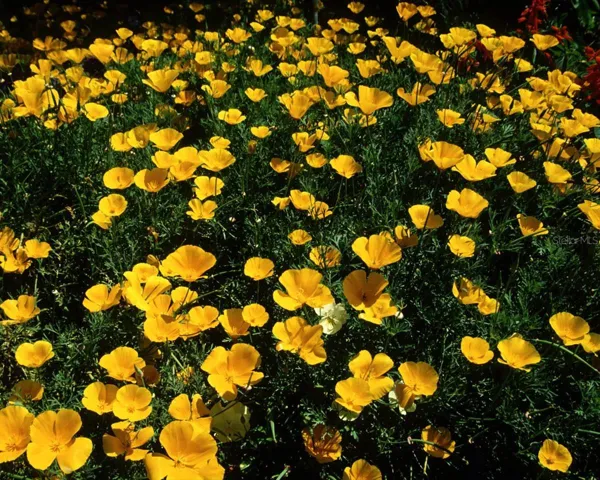 Flowers All Over OTOW