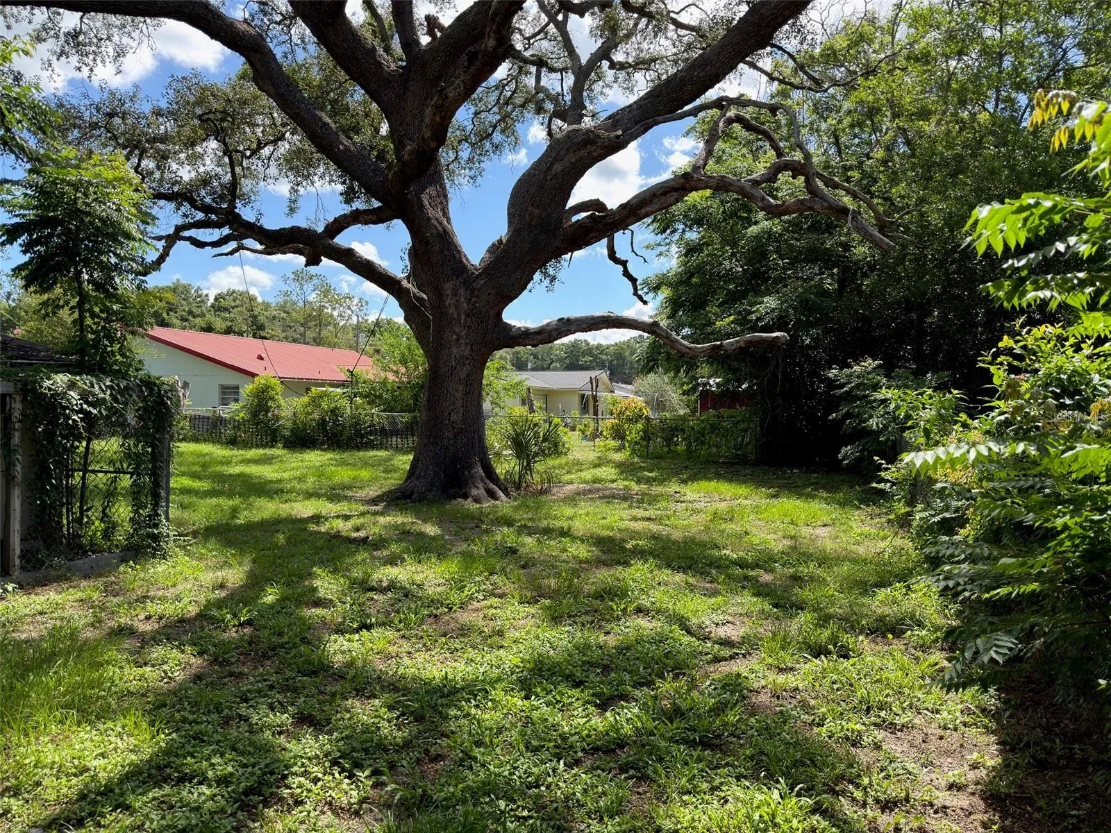 Live Oak in back yard