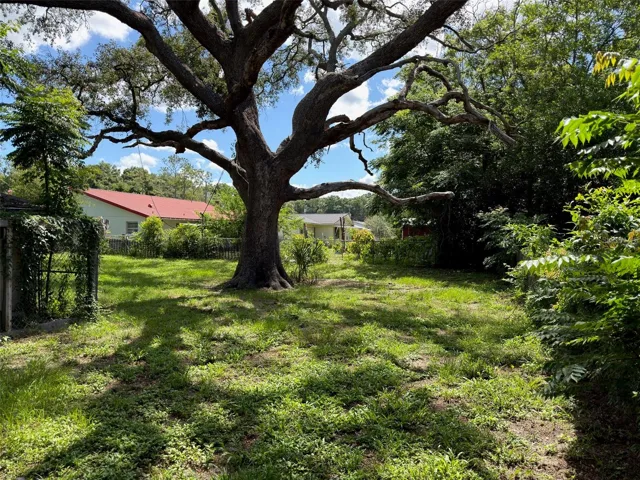 Live Oak in back yard