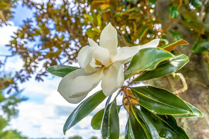 Your own Magnolia Tree