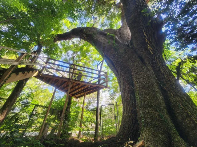 Tree House