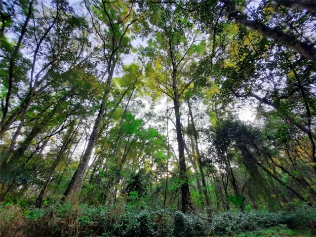 Wooded Acreage