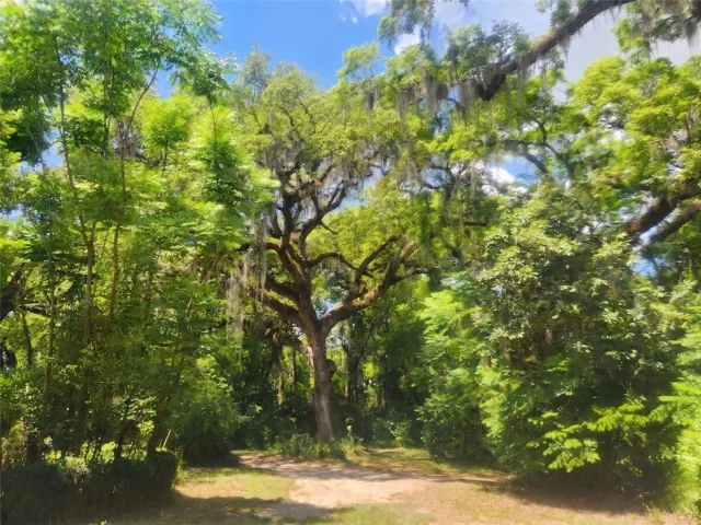 Ancient Oak in Front Yard