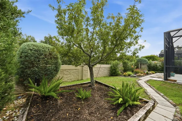 Backyard garden beds and Peach tree