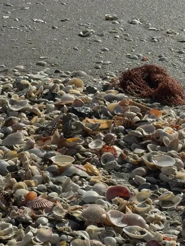 Shells - Venice beach
