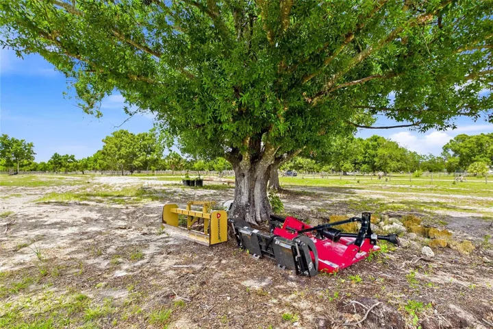Beautiful mature oak trees