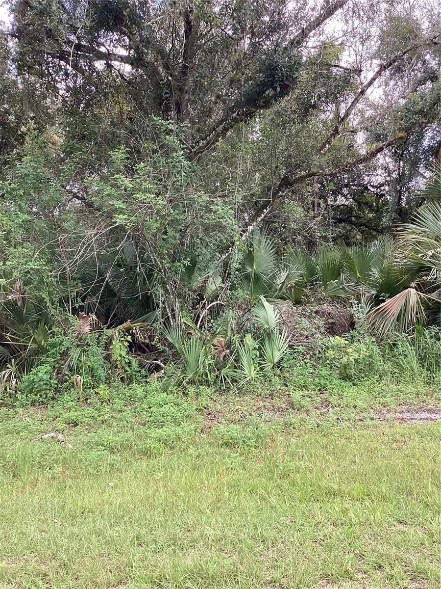 Wooded Lot