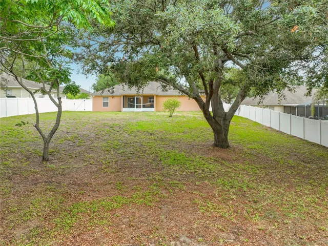 Beautiful Southern Live Oak