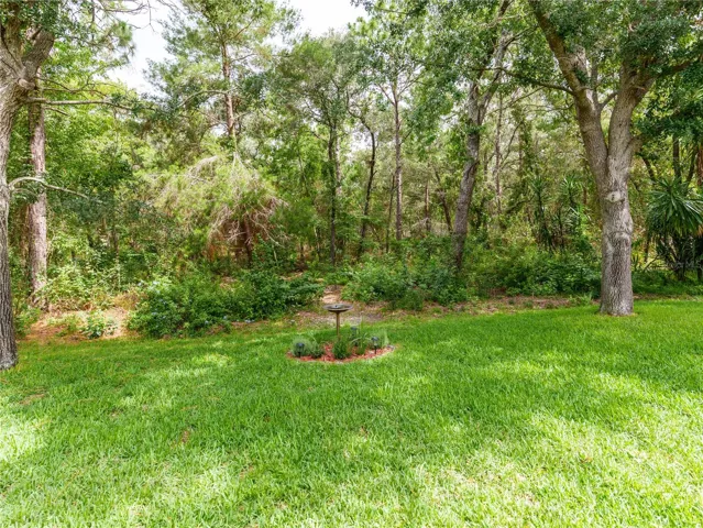 wooded rear yard with plants