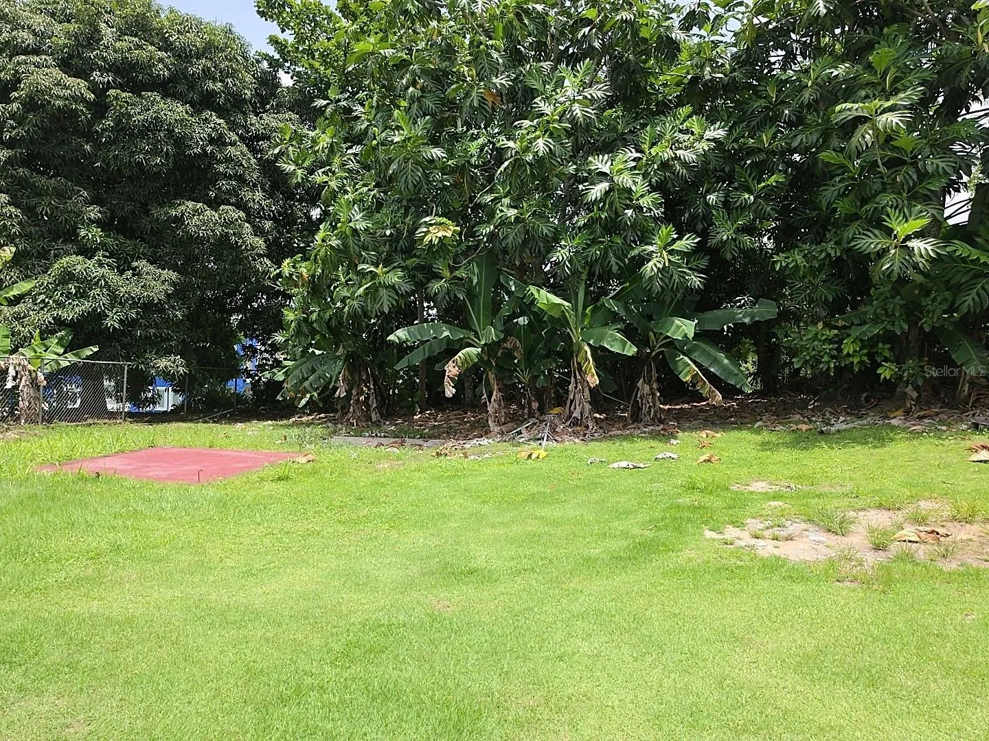 Backyard/Fruittrees