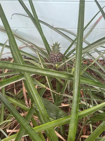 Pineapples