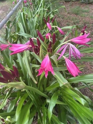 Flowers lined along fence line