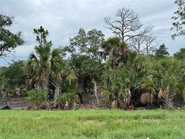 View of Backyard