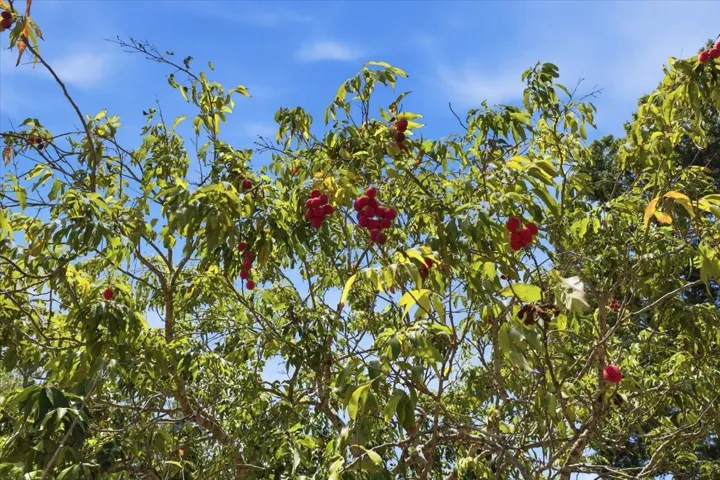 Lychee fruit tree