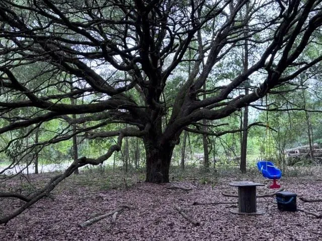 dotted with amazing trees