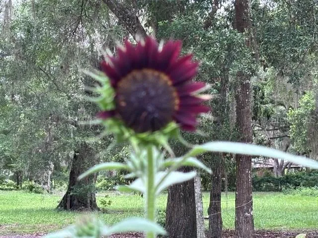 exotic sunflower blooms
