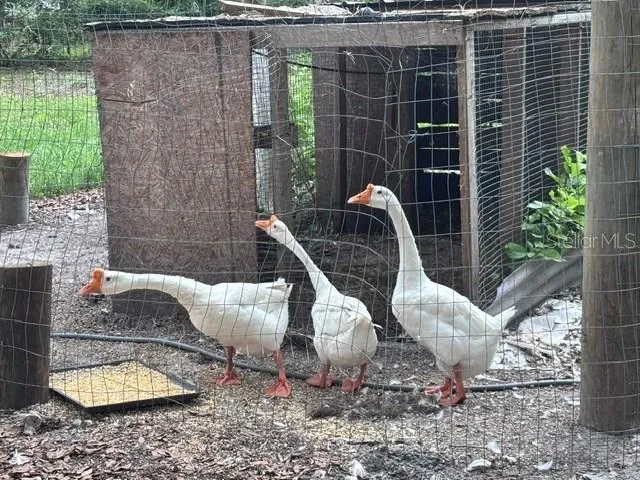 geese