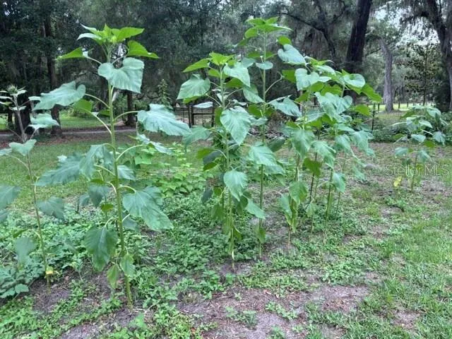 garden and sunflowers