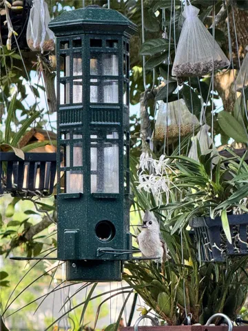 bird feeding in the barkyard tree.