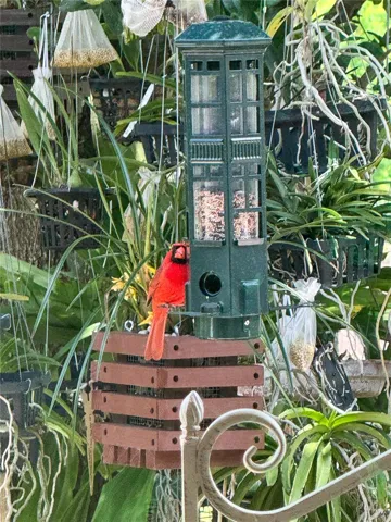 bird feeding and bird watching in the backyard.