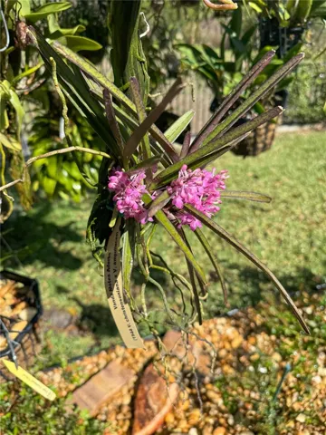 flowers in the backyard.