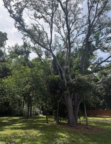 Mature trees provide plenty of backyard shade