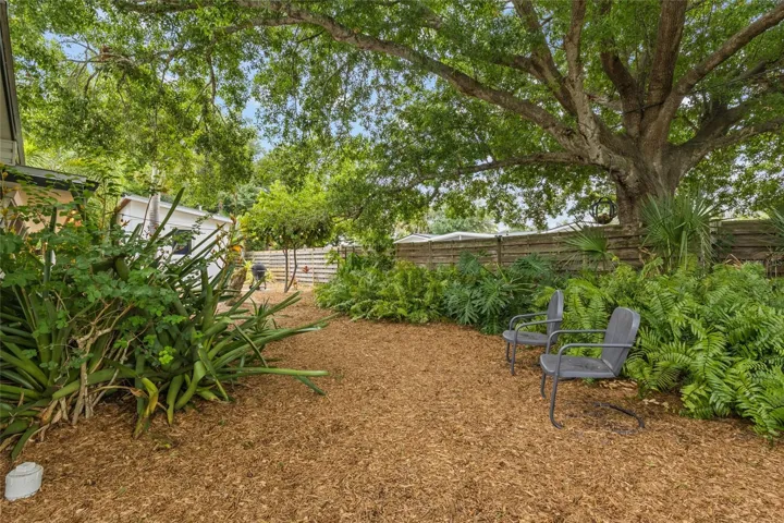 Back yard