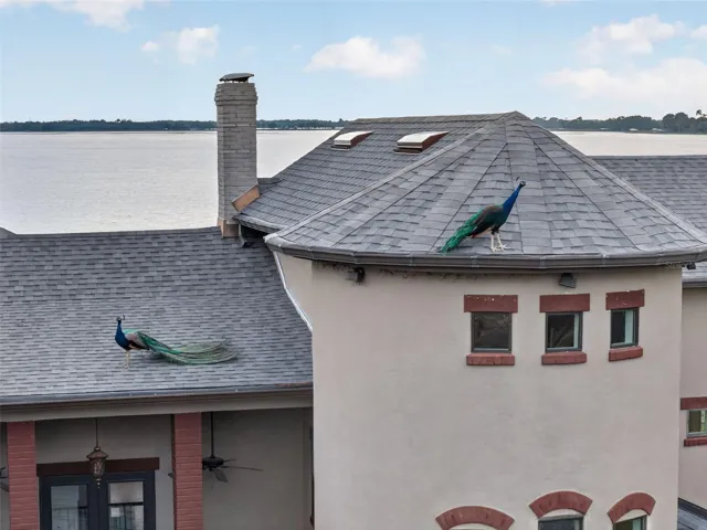 Neighbor peacocks!